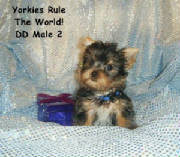 20090112ddmaleblue1.jpg