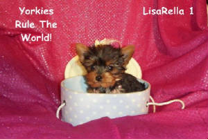 20090112lisab.jpg