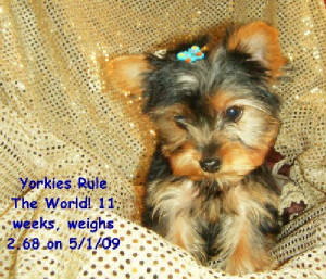 20090501reneefemalepuppy0002.jpg