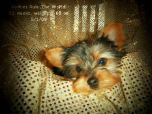 20090501reneefemalepuppy0014.jpg
