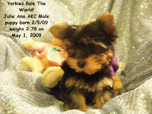 20090501reneemalepuppy0081.jpg