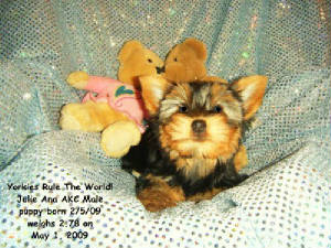 20090501reneemalepuppy0091.jpg