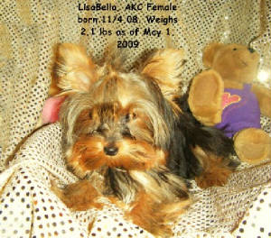 20090502lisabella0046website.jpg