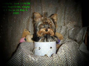 20090502lisabella0066website.jpg