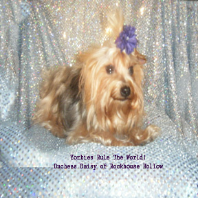 duchesspurplebow16yrtw.jpg